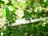Sensor de temperatura de aire sin abrigo - Arandanos