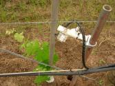 VID - Sensor de hoja mojada e Indice actinot&eacute;rmico